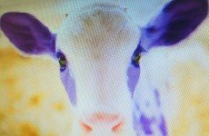 vache-milka
