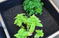 Mon premier potager en carrés