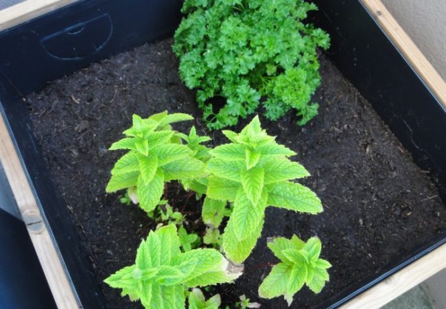 Mon premier potager en carrés