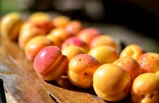 ABRICOT - variete -recette - conservation