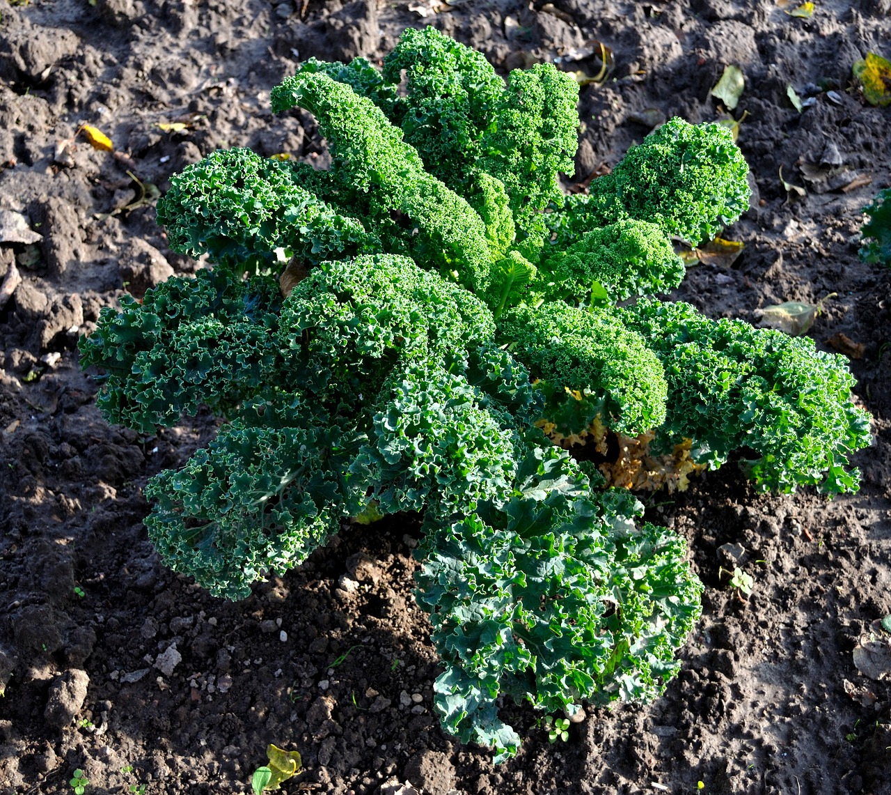 Chou kale comment bien le cuisiner