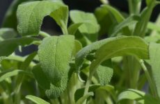 les bienfaits de la sauge officinale