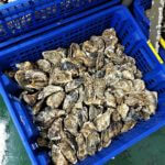 Charente Maritime Ostréiculture et dégustation huîtres
