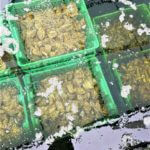 Charente Ostréiculture et dégustation huître