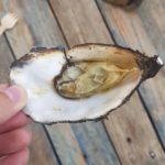 Ou déguster des huître en CharenteMaritime