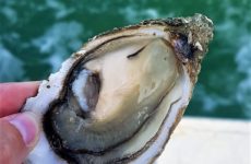charente maritime dégustation huitres