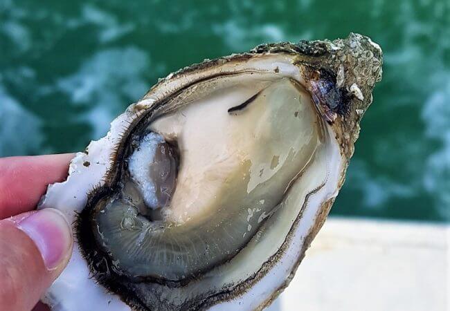Charente Maritime : Ostréiculture et dégustation d’huîtres
