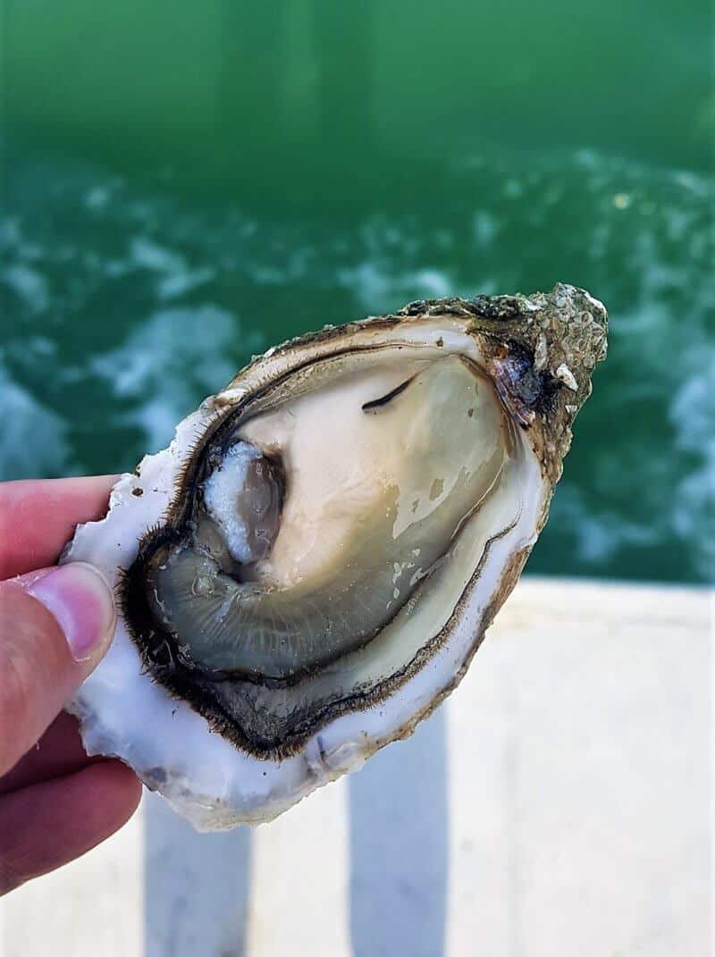 charente maritime dégustation huitres