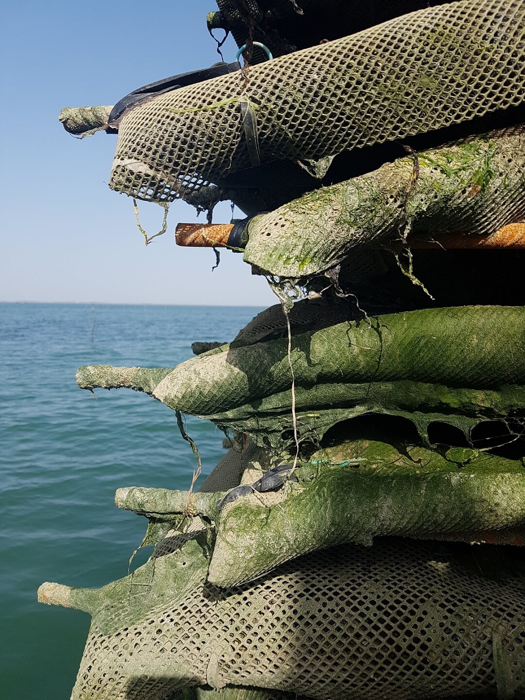 charente maritime ostréculteur dégustation huitres