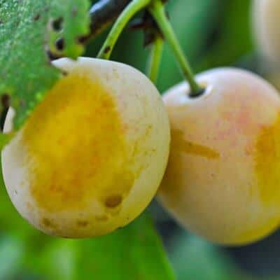 Que faire avec des mirabelles Que faire avec des mirabelles
