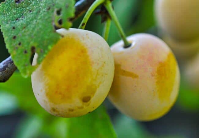 Que faire avec des mirabelles