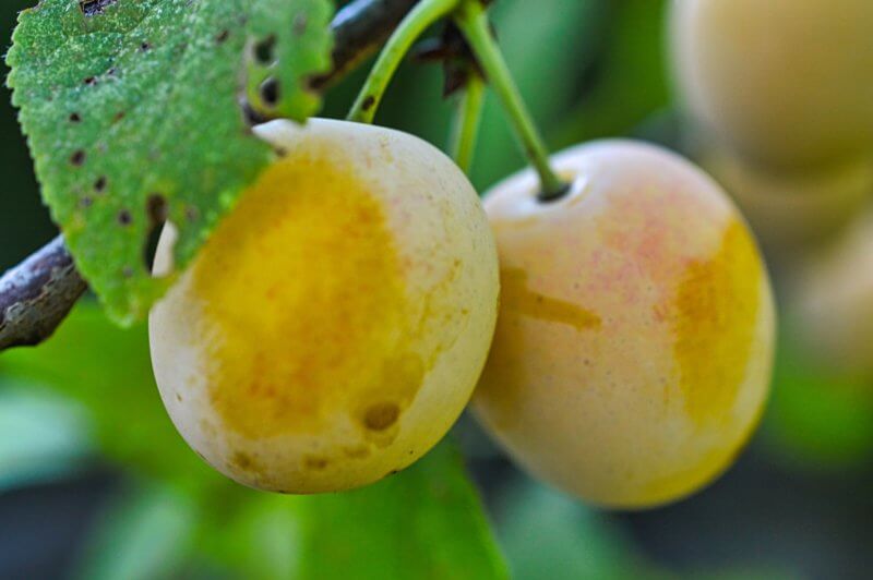 Que faire avec des mirabelles