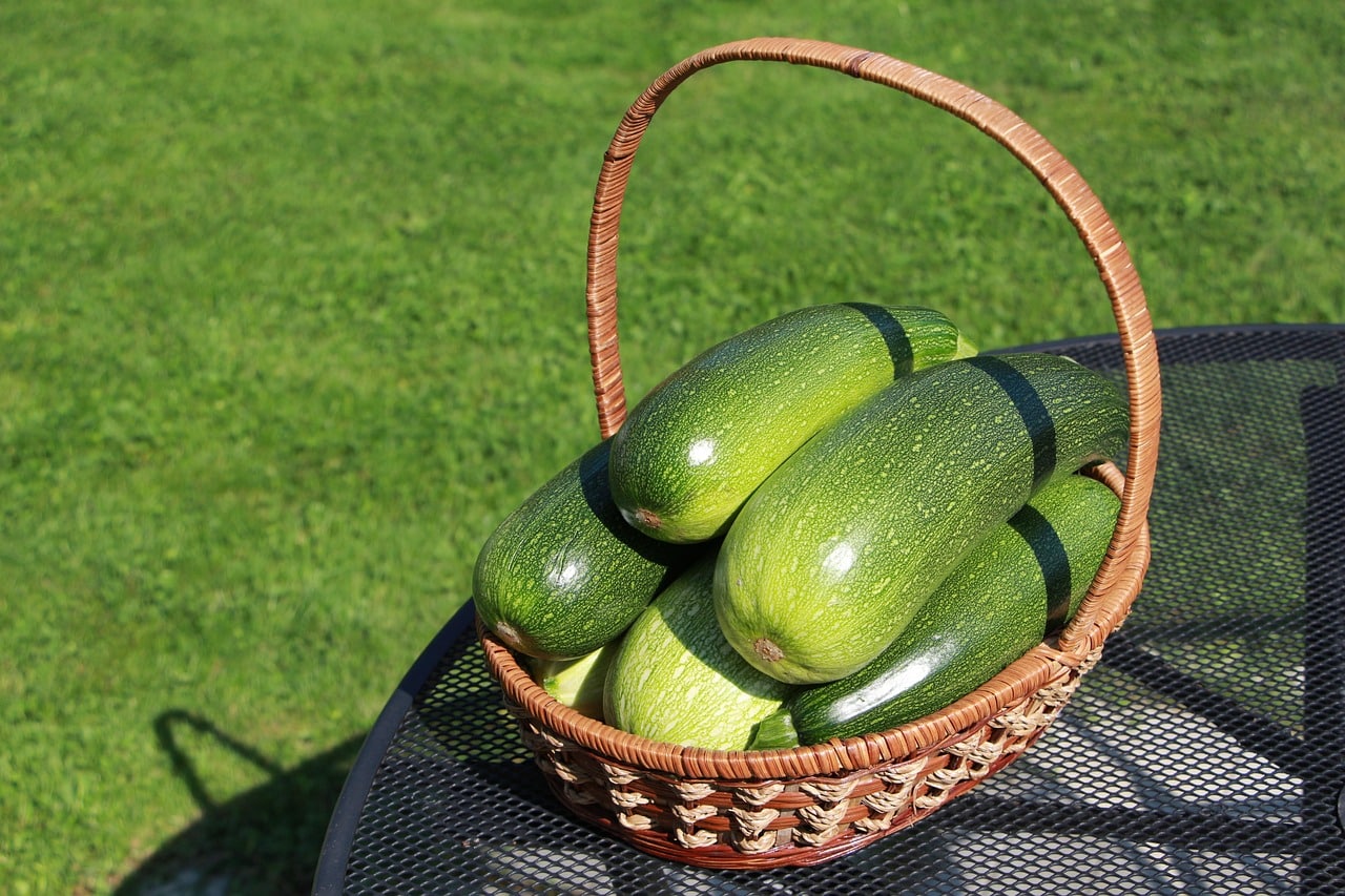 Quelle est la saison de la courgette calendrier