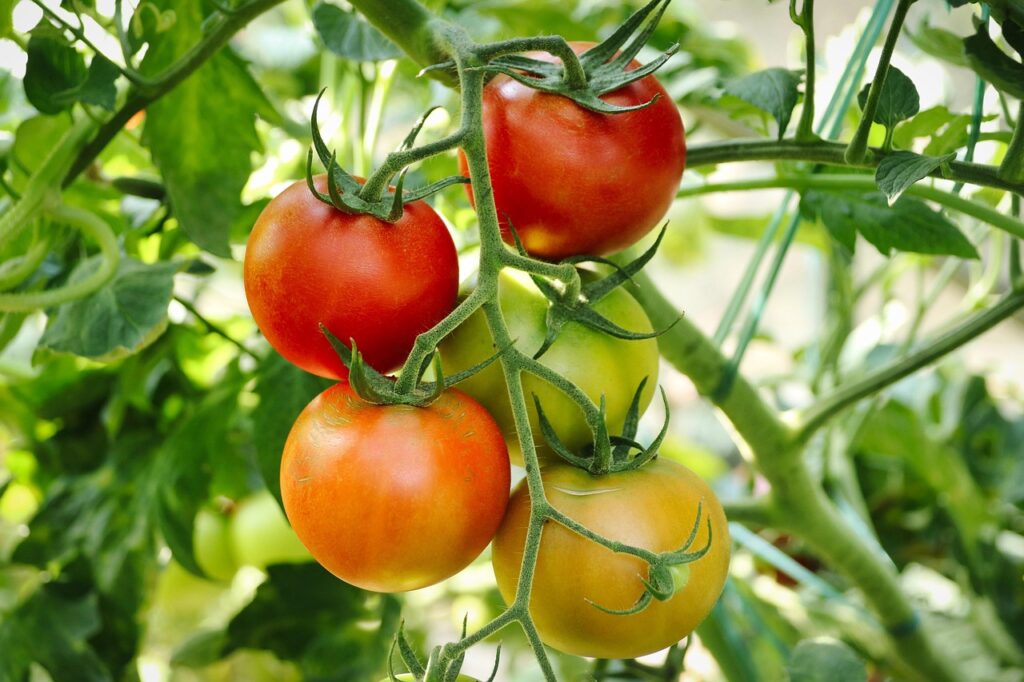 quelle tomate pour faire un jus frais maison