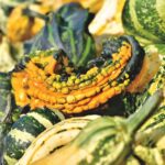 Attention aux courges coloquintes toxiques et non comestibles