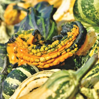 Attention aux courges coloquintes toxiques et non comestibles