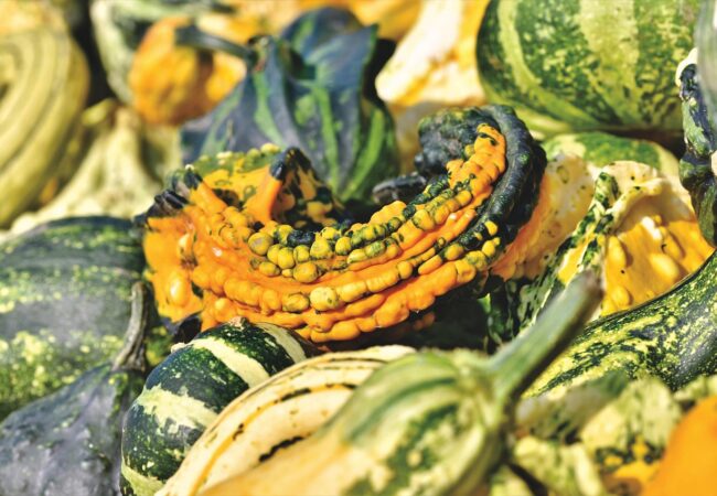 Attention aux courges coloquintes toxiques et non comestibles