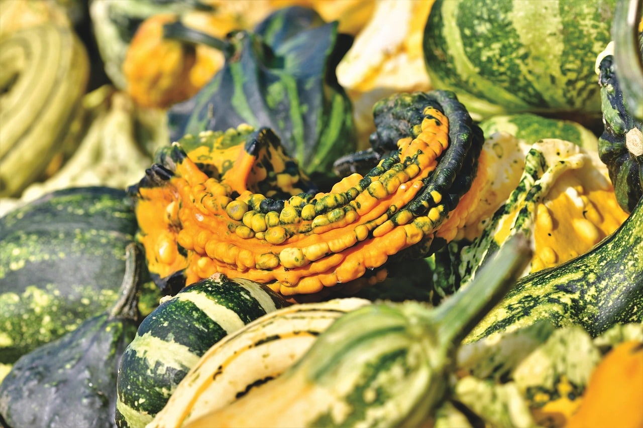 Attention aux courges coloquintes toxiques et non comestibles