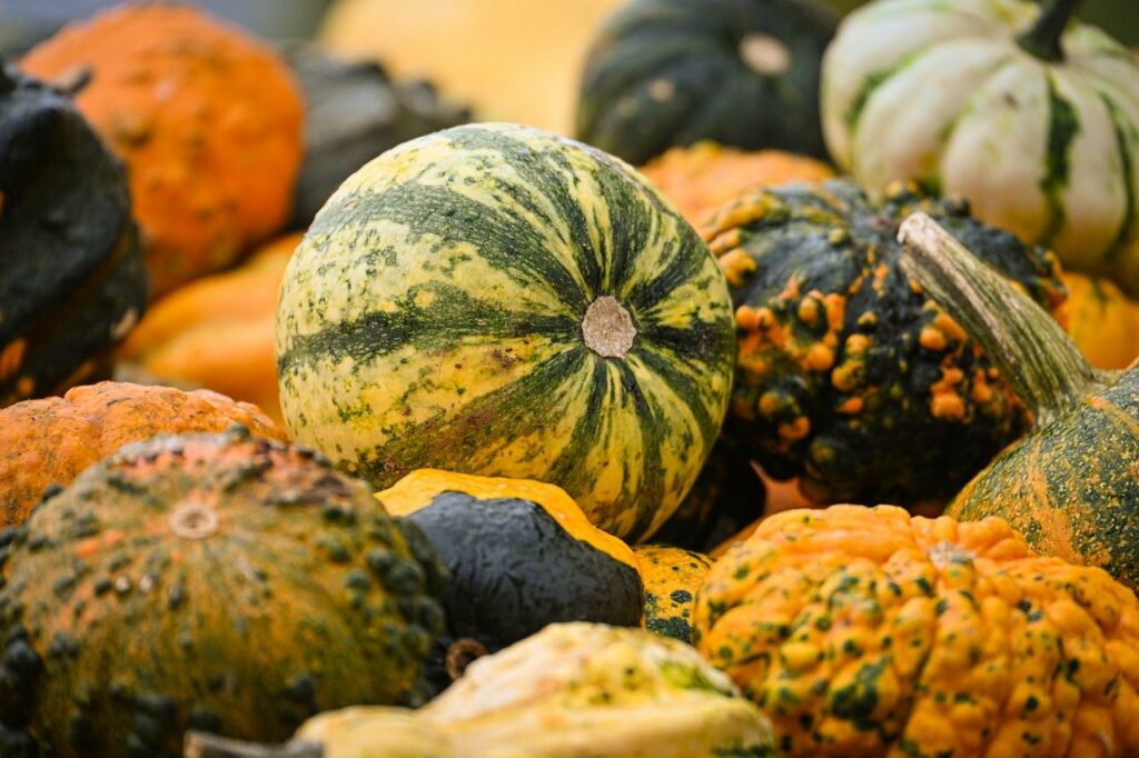 Comment reconnaître courge non comestible