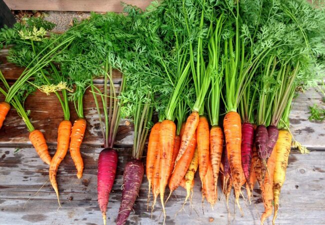 Quels sont les légumes à manger en janvier Quels sont les légumes à manger en janvier