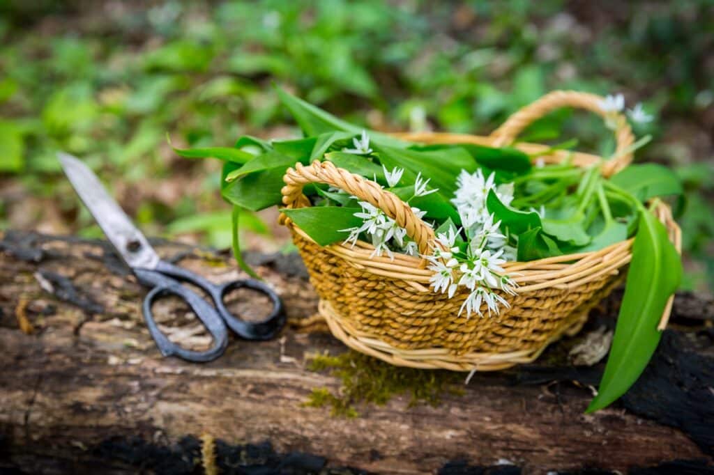 Picking Wild Garlic allium ursinum in woodland Harvesting Ramson leaves herb into basket | Aux Fourneaux Les bienfaits insoupçonnés de l’ail des ours pour votre santé