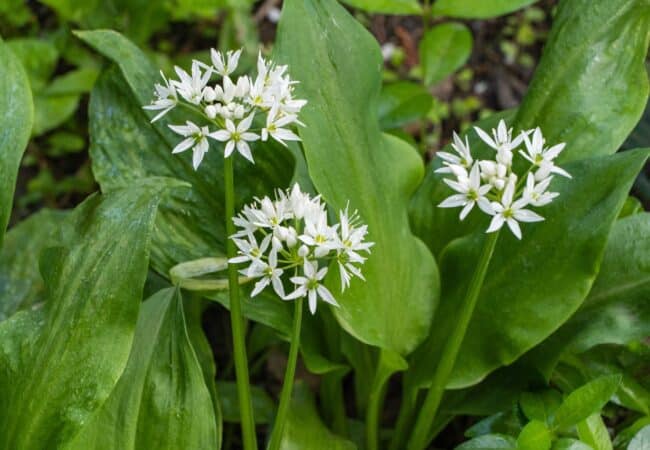 Les bienfaits insoupçonnés de l’ail des ours pour votre santé